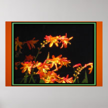 Poster - Orange Flowers