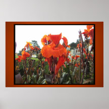Poster - Orange Gladiolas