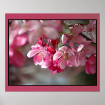 Poster - Pink Cherry Blossom Flowers