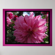 Poster - Pink Dahlia Flower