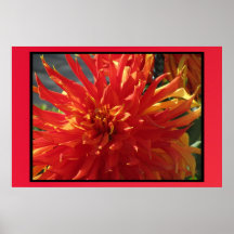Poster - Pink Dahlia Flower