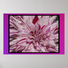 Poster - Pink Dahlia Flower