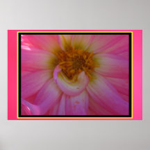 Poster - Pink Dahlia Flower