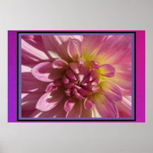 Poster - Pink Dahlia Flower