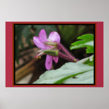 Poster - Pink Purple Flower