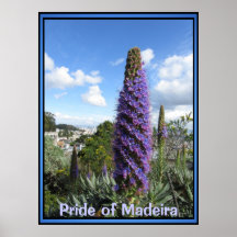 Poster - Pride of Madeira