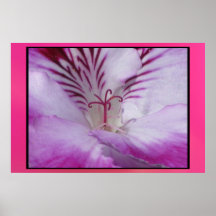 Poster - Purple-Pink Flower