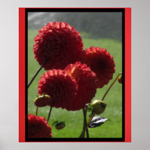 Poster - Red Dahlia Flowers