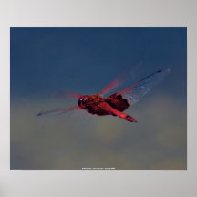 Poster Red Dragonfly - John A Sylvester - Co...