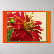 Poster - Red Mum Flower