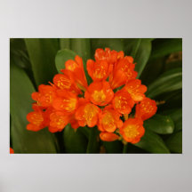 POSTER, RED-ORANGE FLAME BLOSSOMS