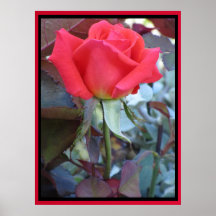 Poster - Red Rose