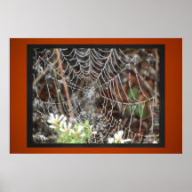 Poster - Spider Web