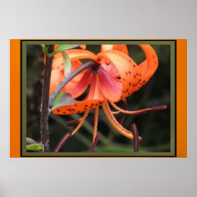 Poster - Tiger Lily