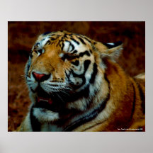 Poster -  Tiger - Photo By: John A. Sylvester ...