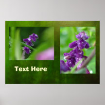 Poster - Wet Purple Flowers