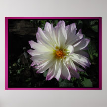 Poster - White Dahlia Flower