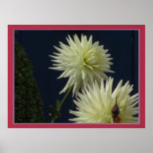 Poster - White Mum Flower