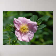 Poster WIld Rose - Photo By: John A Sylveste...