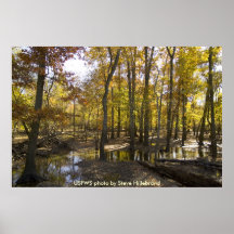 Poster / Woods Standing in Water