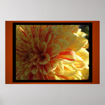Poster - Yellow Dahlia Flower