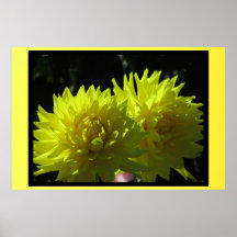 Poster - Yellow Dahlia Flower