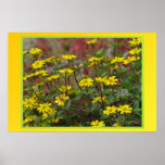 Poster - Yellow Daisies