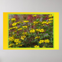 Poster - Yellow Daisies
