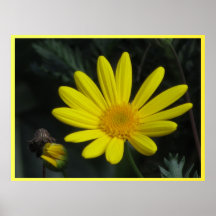 Poster - Yellow Daisy