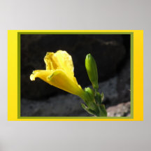 Poster - Yellow Flower