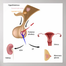 Posterior pituitary hormones  Poster