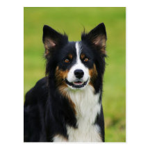 Postkarte / Hunde Border Collie Portrait
