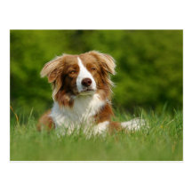 Postkarte / Hunde Border Collie Portrait