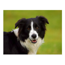 Postkarte / Hunde Border Collie Portrait