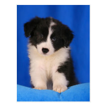 Postkarte / Hunde Welpe Border Collie
