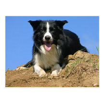 Postkarte / liegender Hund Border Collie