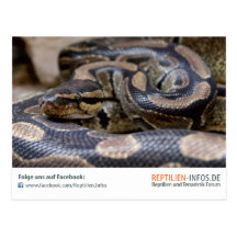 Postkarte Reptilien Infos