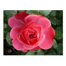Postkarte Rose