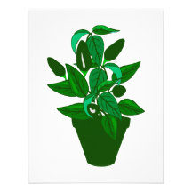 Pot with green themed plant announcements