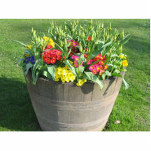 Pot With Various Flowers Photo Cutout