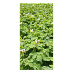 Potato field picture card