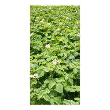 Potato field picture card
