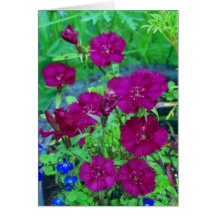 Potted Plant Card