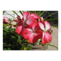 Potted Plant Cards