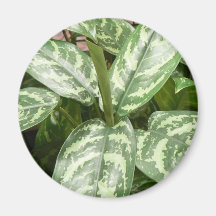Potted Plant Magnet