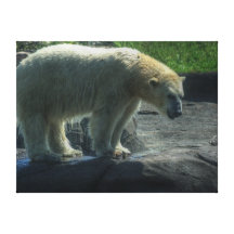 Powerful Beauty Stretched Canvas Print