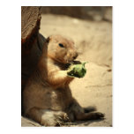 Prairie Dog Hanging Out  Postcard