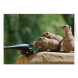 Prairie Dog Soldiers Greeting Card
