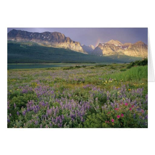 Prairie wildflowers along Lake Sherbourne in the Greeting Card