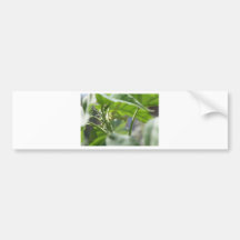 praying mantis bumper stickers